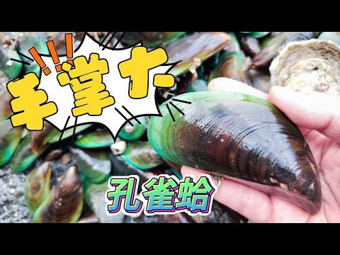 【趕海】說好要敲生蚵，變成拔孔雀蛤 #趕海豪日子 #fishing #枕頭麻手作設計坊 #孔雀蛤 #淡菜 #雞肉羹 #米糕