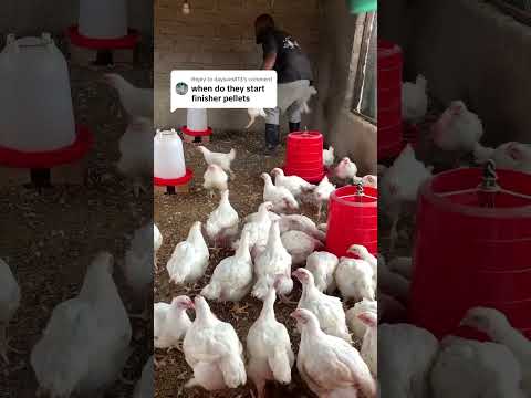 When do you feed finisher to your broiler chicken #chicken #broilerfeed #chickenfarming #vairalvideo