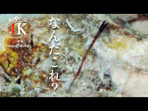 【謎の生物】岩の小さな隙間からやたらと伸び縮みするハサミ！フトユビヤワテッポウエビと判明！Alpheus malleodigitus