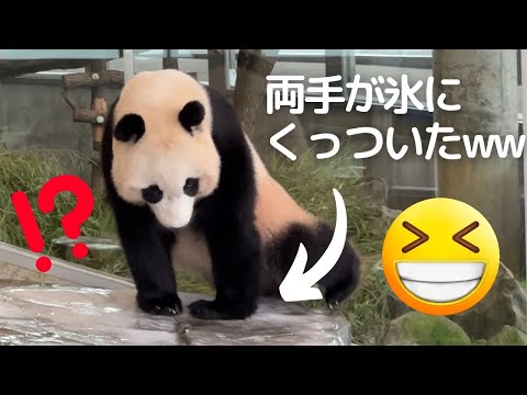 【楓浜 速報】衝撃の..幽体離脱(再びw)🤣1001日齢の子パンダに会いに行ったら可愛すぎた❤