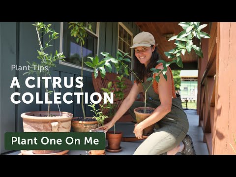 Adding to My CITRUS COLLECTION — Ep. 382