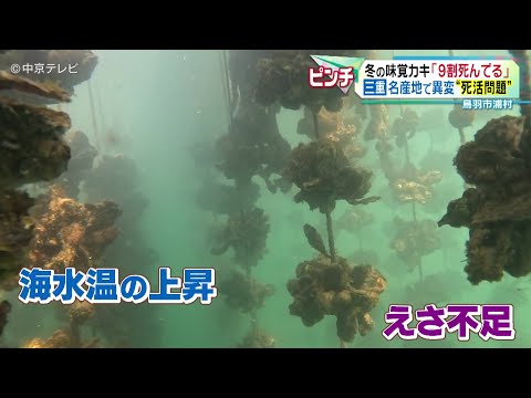 【カキ９割死ぬ】三重の名産地で異変…　原因は？