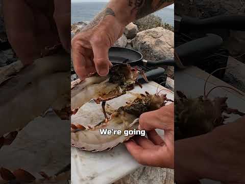 LOBSTER CATCH N COOK  #fishing #outdoorsurvival #cooking #australia #food #survival #seafood