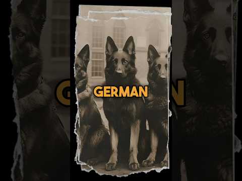 The German Shepherd dog #germanshepherd