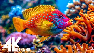 Aquarium 4K (ULTRA HD)🐠 Peaceful ocean life and soothing background sounds