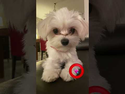 Tap the circle really fast!❤️💗⭕️#dragon1256 #dog #puppy #love #fyp #shorts #maltese #cute #cutedog