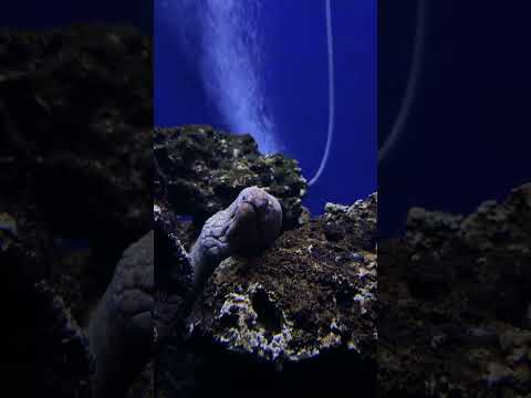 We eely love him 💕 #waikikiaquarium #eel