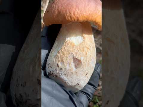 เห็ดผึ้งหวาน Boletus edulis 🇳🇴Steinsopp 🇸🇪 Karl_Johan #mushroom #เก็บเห็ดสวีเดน