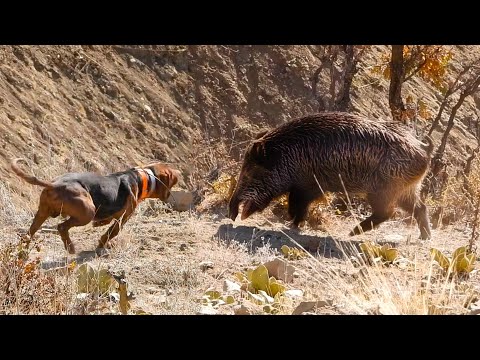 EPIC HUGE BOAR HUNTS:  FEARLESS Dogs, Perfect HOG SHOTS, Best HUNTING Scenes!