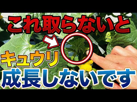 【週末はこの作業！】キュウリ栽培で超大事な基本の〇〇作業について解説します。今の時期にすると大量収穫につながる理由も