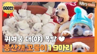 [TV 동물농장 레전드/SUB]  귀여움과 대야 모두 폭발♥  ‘풍산개 꼬물이 19마리!’ 풀버전 다시 보기 #TV동물농장 #AnimalFarm #SBSstory