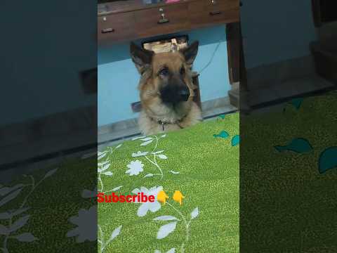 #viral #trending #cute #germanshepherd #gsd #gsdpuppy #lucy #dog #puppy #germany #short #shorts