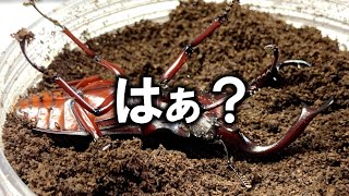 凶暴なクワガタが羽化したので掘り出してみたところ…（くろねこチャンネル）