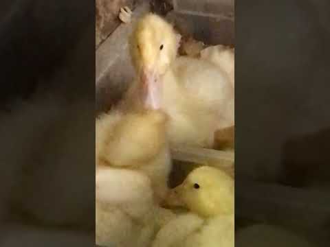 Cute duckling war #babyduck #backyardducks