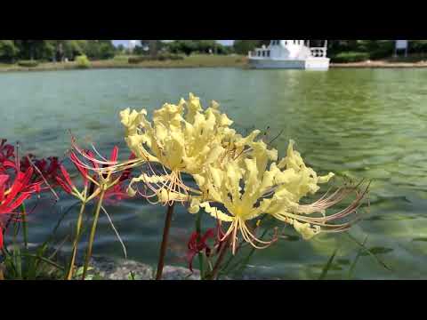 ワイエムエス　フレンドリー　海の中道海浜公園の彼岸花（福岡市）　2024/09/08