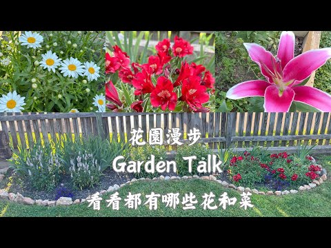 【園藝】看看我的園子裡都種了哪些花和蔬菜｜百合花，百日菊，雛菊，薰衣草等｜Garden Talk