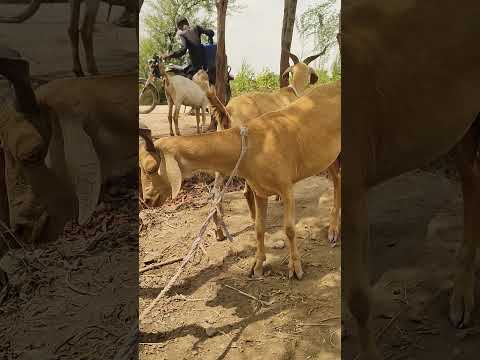 Goat farming