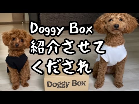 【DoggyBox】の紹介動画であります。