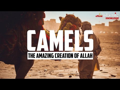 Ability Of Camels | - The Amazing Creature Of Allah | Islamic Knowledge Official