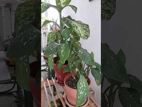 #houseplants #dieffenbachia #srirejeki