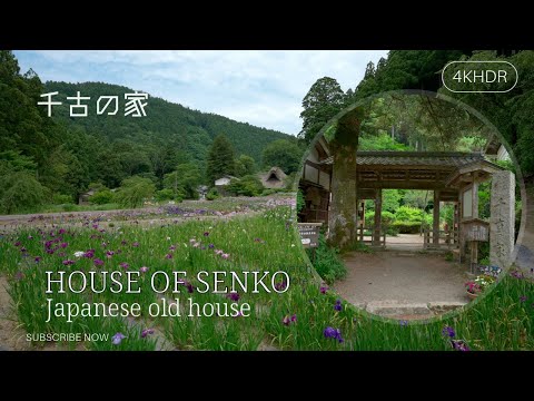 [4KHDR]Walking tour Japanese old house and Japanese iris garden 国指定重要文化財 千古の家とその花菖蒲園 福井