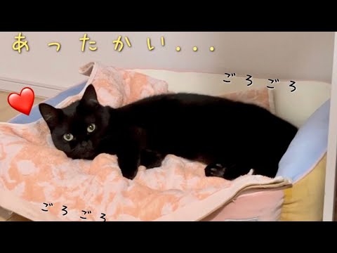 ふかふかの暖かいお布団が届いて嬉しそうな黒猫