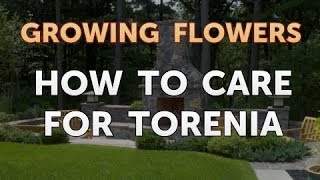 How to Care for Torenia