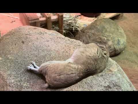 足を投げ出して寝るグンディ♪ 埼玉県こども動物自然公園 にて　2024年12月21日