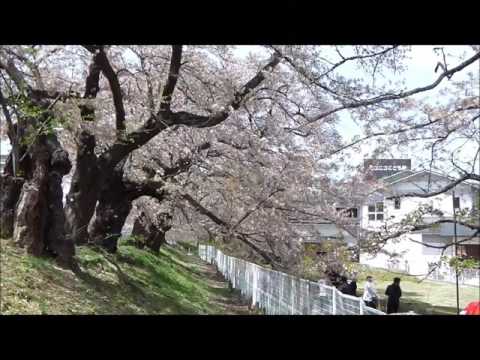 開成山公園のソメイヨシノ