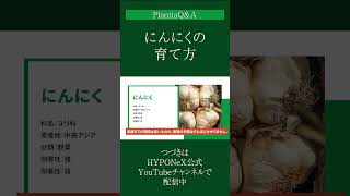 ☘284： 【Q&A】にんにくの育て方｜沢山収穫するためのポイントは？水やりや肥料などの管理方法もご紹介#Shorts