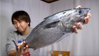 知る人ぞ知る全身脂まみれの幻のカツオ『スマガツオ』のお味はいかに！？