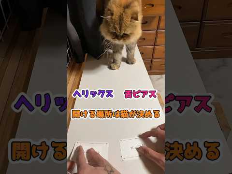 【右左どっち？】ピアス開ける場所は猫が決める！#ピアス #猫 #右左どっち