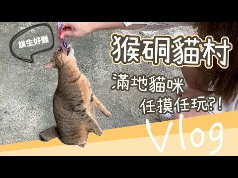 【Vlog】滿地貓咪任摸任玩？去台灣最有名的貓村調戲貓咪！觀光地的貓咖啡會雷嗎？｜貓與香菜