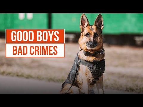 Canine Cops find a hidden stash of drugs | Send in the Dogs Ep.1 | True Crime Central