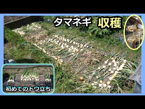 【タマネギ 収穫 2024春】初めてのトウ立ち 家庭菜園31年目