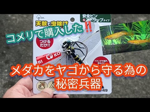 コメリで購入した…メダカをヤゴから守る為の秘密兵器！！ #メダカ#めだか #虫対策 #メダカヤゴ #ヤゴ #茨城メダカ #メダカ飼育 #メダ活 #トンボ対策 #改良メダカ