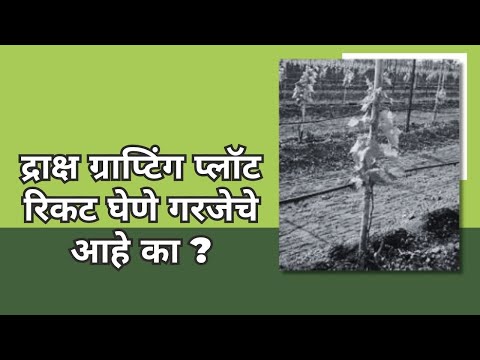 shrihari ghumare | द्राक्ष ग्राप्टिंग प्लॉट रिकट घेणे गरजेचे आहे का ?