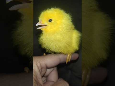 Most And Beautiful Chick #chicks #birds #cute