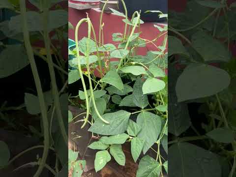 Green Bean's#mygarden #gardening #gardeningvideos #shorts #trending #viralvideo #treelovers