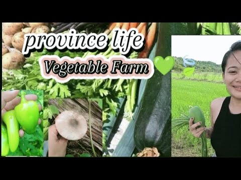 Vegetable Farm Philippines/Province Life