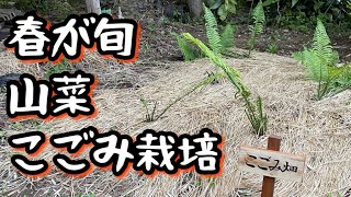 庭に山菜を植える　こごみ栽培