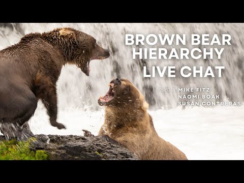 Brown Bear Hierarchy | Brooks Live Chat