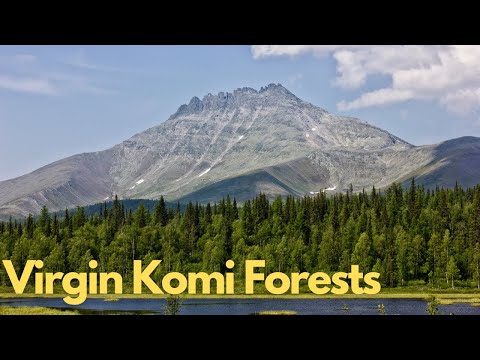 Exploring the Virgin Komi Forests: Russia's Untouched Wilderness