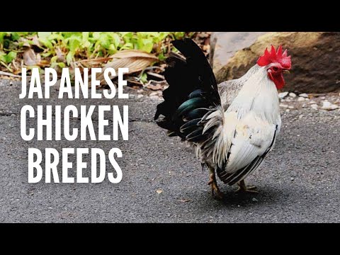 Japanese Chicken Breeds: Everything You Need to Know