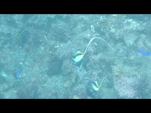 南伊豆ヒリゾ浜　ツノダシ　2018年9月19日