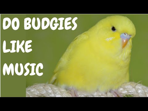 Do Budgies Like Music