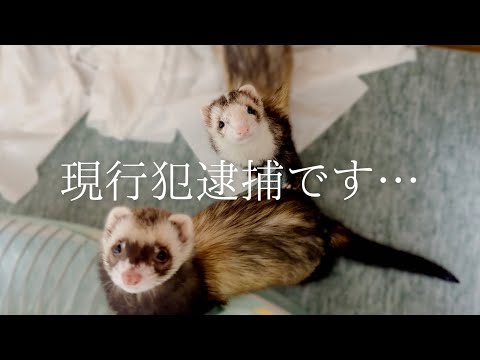 目を離した隙に、フェレットにやられました‼︎【ferret#1754】