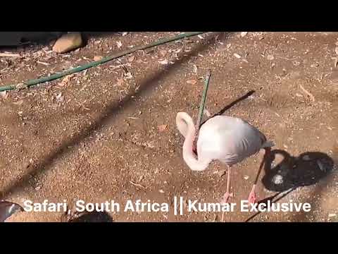 Safari at Johannesburg, South Africa || Kumar Exclusive