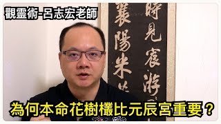 為何本命花樹欉比元辰宮重要？