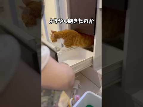 何故に猫はこんなにいらん事しーなのか...。